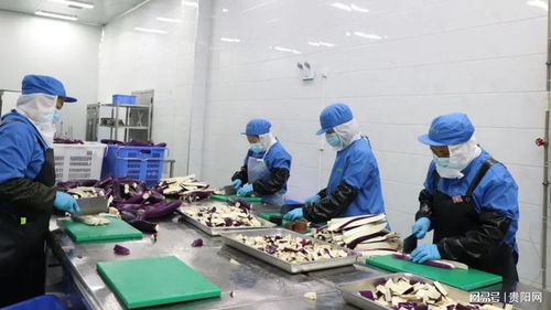 贵阳农产品物流园鲜冻蔬菜加工项目投产 提升产业链效率，助力乡村振兴