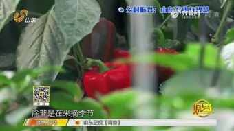 智能农业新篇章 夫妻携手，手机远程掌控三座蔬菜大棚