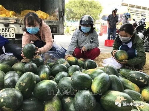 疫情下的越南农产品 化挑战为机遇的生产转型之路