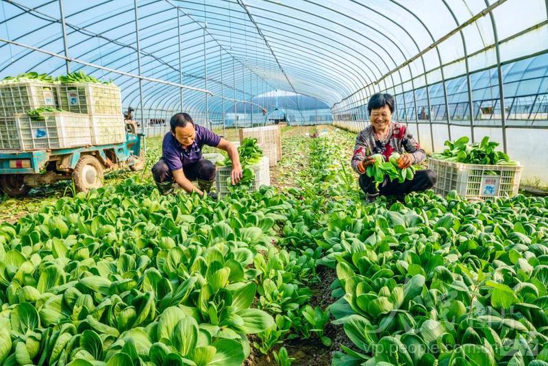 江苏南京 乡村菜园焕新生，大成湾区“菜篮子”的绿色引擎
